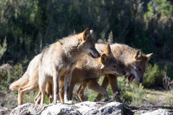 Convocar&aacute;n a las CCAA para tratar sobre el lobo, pero cuatro piden que se aplace
