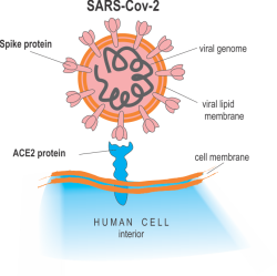 COVID con el coraz&oacute;n, por el Dr. Revuelta Soba