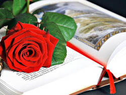 D&Iacute;AS DE LIBROS Y ROSAS.     BEL&Eacute;N ALONSO RINC&Oacute;N  LETRADA DEL ICA
