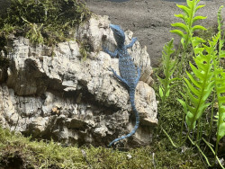 El Parque de la Naturaleza de Cab&aacute;rceno incorpora tres ejemplares de varano azul, una especie amenazada de lagarto