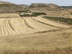 La producci&oacute;n de cereales para la campa&ntilde;a 2026/27 superar&aacute; los 18,5 millones de toneladas