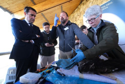 La suelta de dos quebrantahuesos en Gredos persigue constituir un n&uacute;cleo fundador de la especie en el Sistema Central