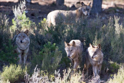 Los amantes de los animales  se felicitan del fin de la caza del lobo en Espa&ntilde;a: "Es un d&iacute;a hist&oacute;rico"