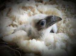Nacen en libertad dos nuevos quebrantahuesos en las vertientes asturiana y c&aacute;ntabra de Picos de Europa