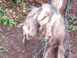 Presunto caso de furtivismo: una loba aparece con un lazo y sin cabeza en Rioseco (Cantabria)