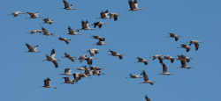 SEO/BirdLife celebra en Cantabria el D&iacute;a de las Aves con jornadas de anillamiento, una exposici&oacute;n y dos itinerios