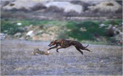 &iquest;Ser&aacute;n galgos o ser&aacute;n podencos?
