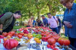 Una variedad aragonesa que casi se extingue, mejor tomate de Espa&ntilde;a en la Feria de Polanco